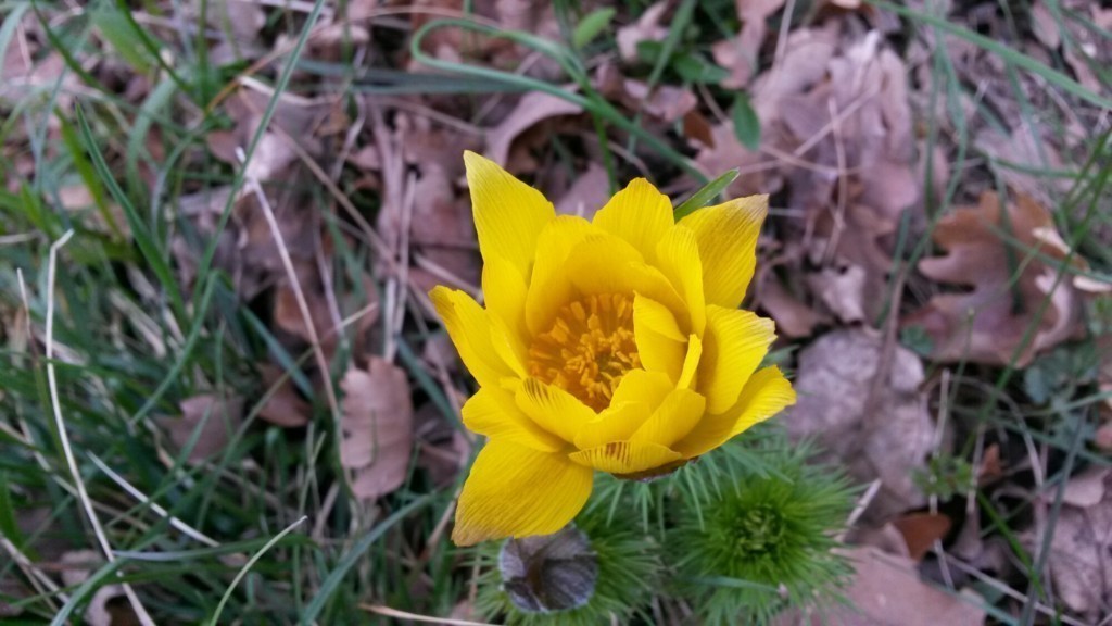 wpid-20150412_104427.jpg